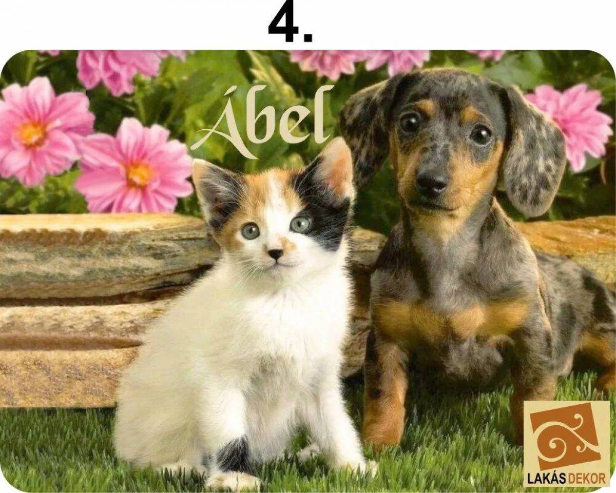 Котята и щенята #8