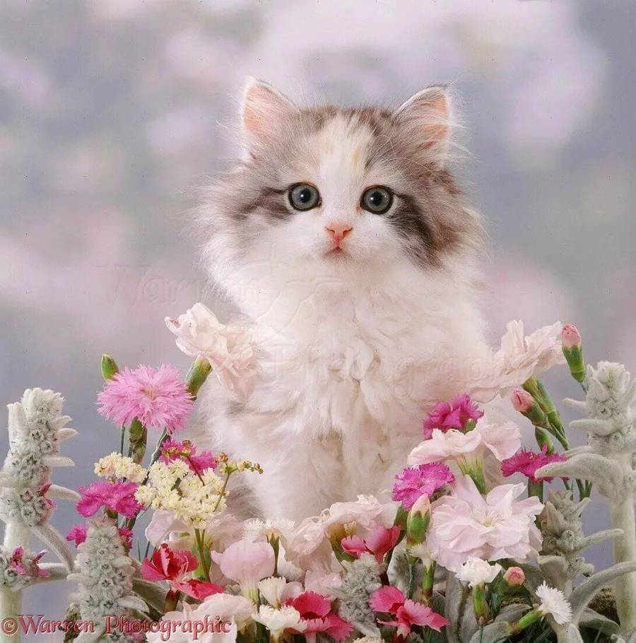 Прекрасная кошечка. Красивые кошечки. Красивые котята. Котенок с цветами. Красивые пушистые котята.