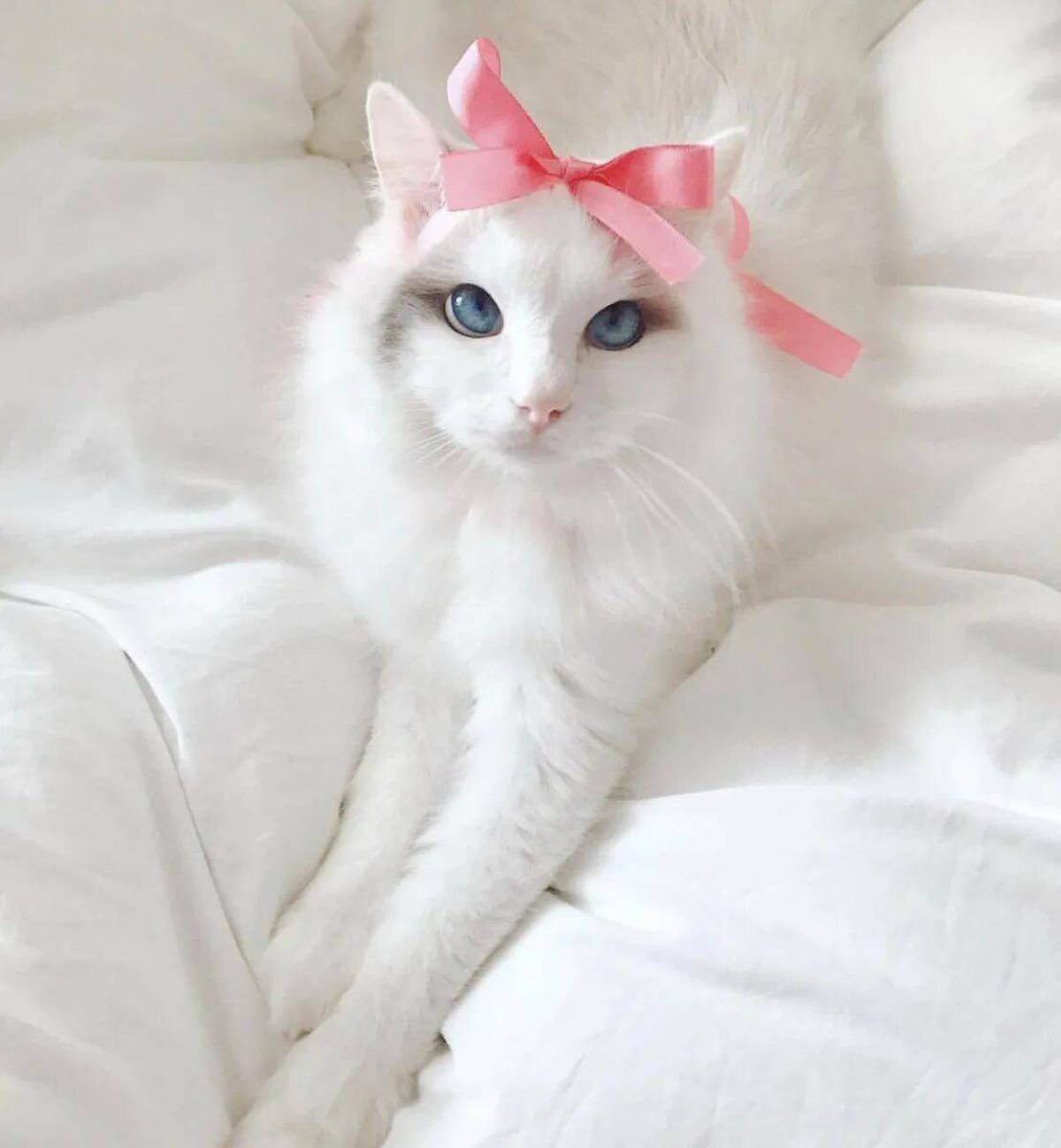 Очаровательная киска. Анатолийская кошка белая. Кошка с бантиком. Красивые кошечки. Розовая кошечка.