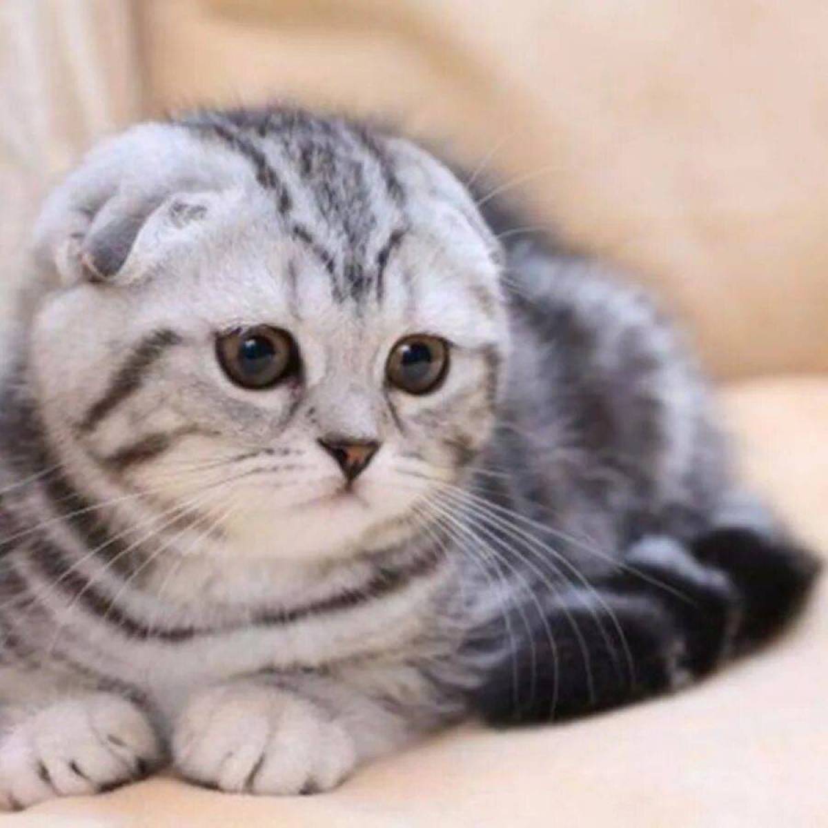 Кошки вислоухие британские