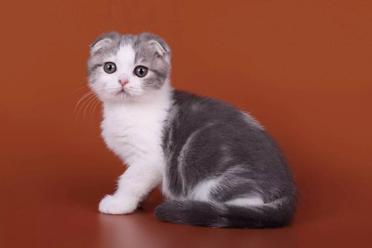 Шотландские кошки вислоухие