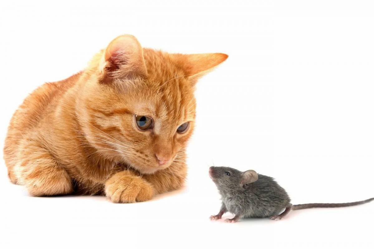 Кошки-мышки. Кот и мыши. Кошка ловит мышь. Рыжий кот. Котенок ловит мышей