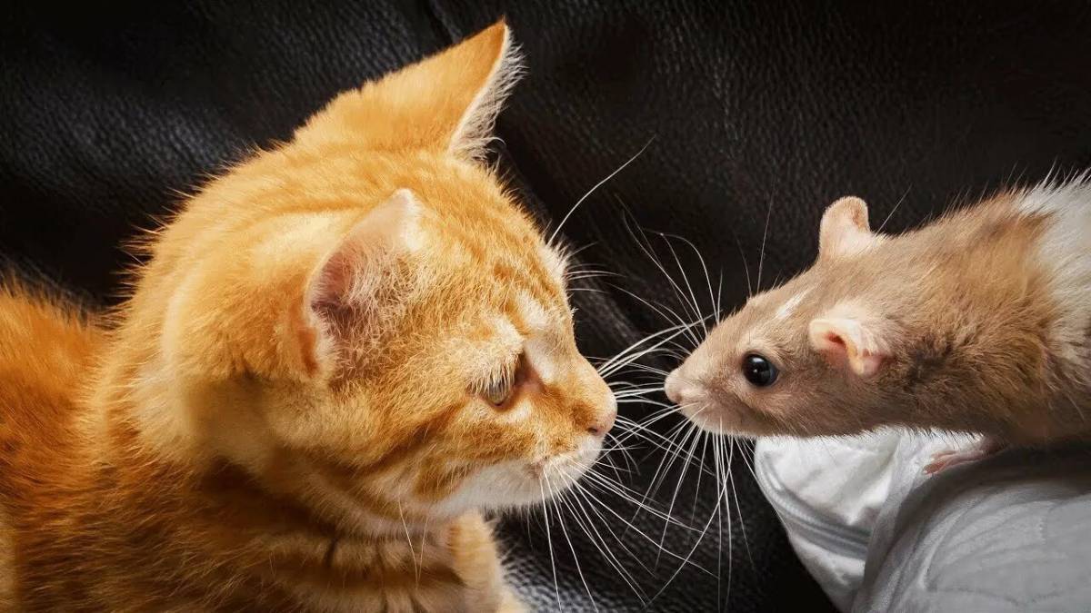 Мышка любит кошку. Кошки-мышки. Кот и мышка. Котенок с мышкой. Рыжий кот и мышь.