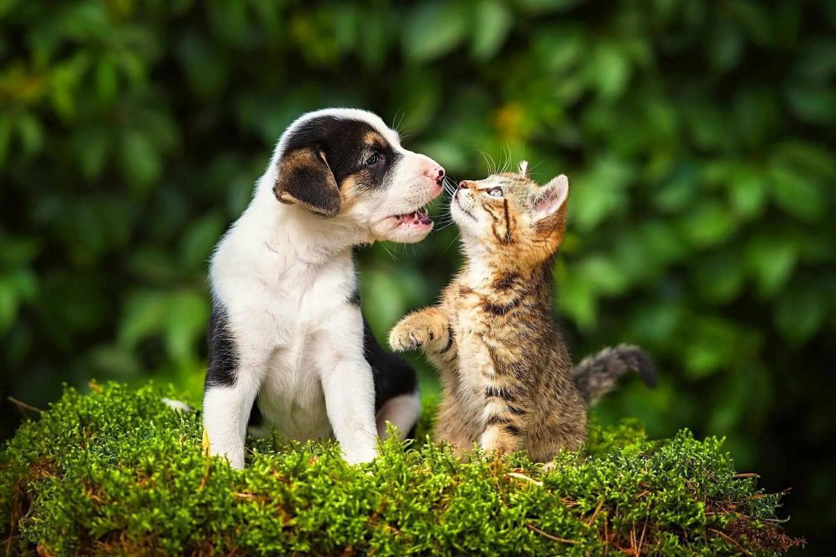 Кошечки собачки мир. Собачки и кошечки. Кошечка. Щенок и котенок. Милые кошки и собаки.