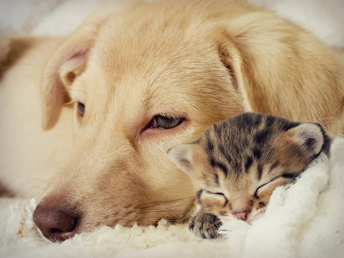 Пес и кошка. Милые домашние животные. Кошки и собаки. Милые собачки и кошечки. Красивые собаки и кошки.
