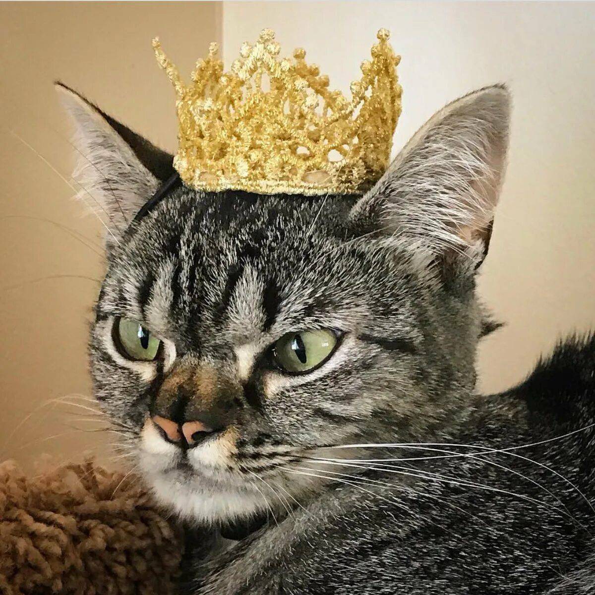 Кошечки королевы. Кот в короне. Кошка с короной на голове. Кошечка с короной. Котенок с короной на голове.