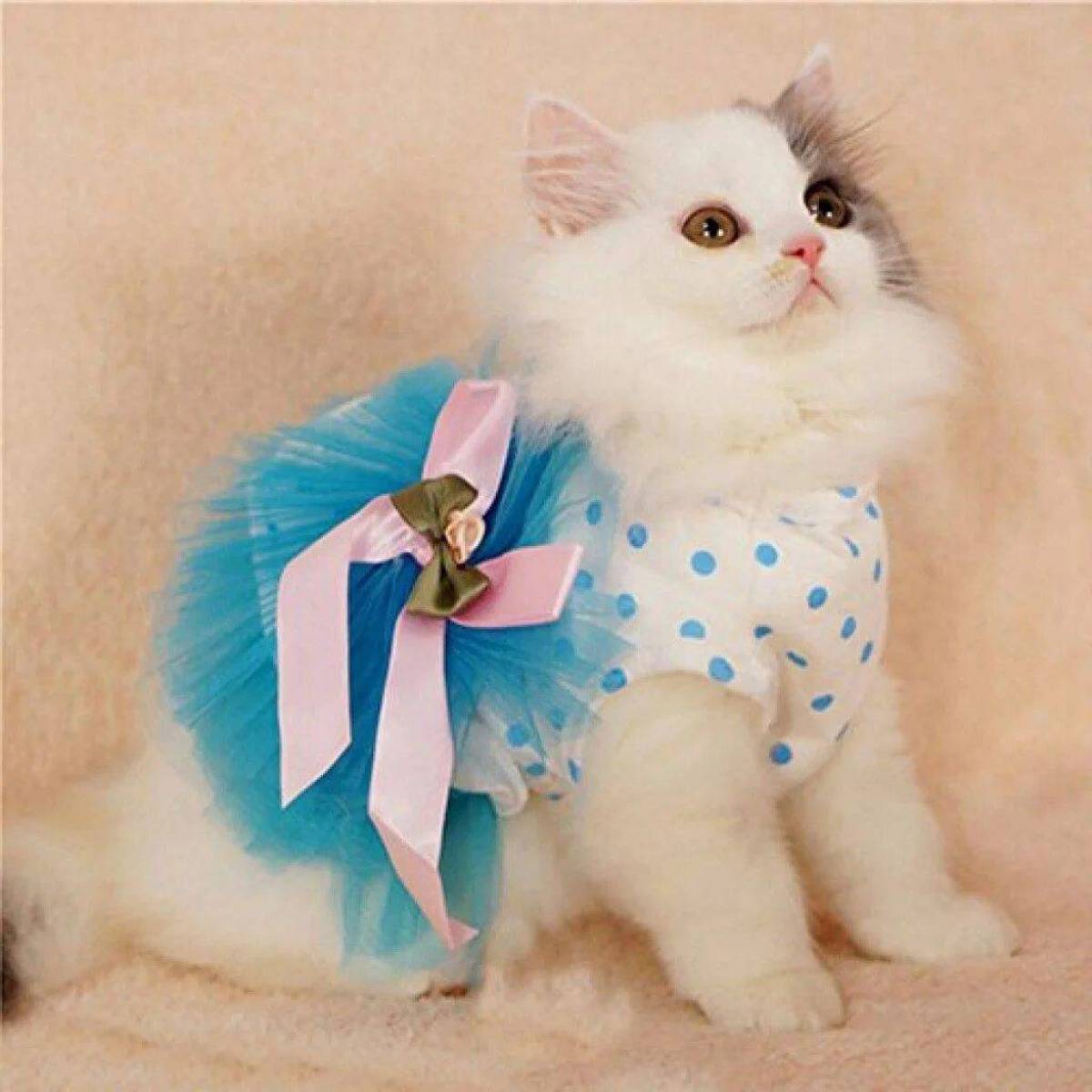 Кошечка в платье. Нарядная кошечка. Кошка в платье. Красивые котики в одежде. Кошка с бантом.