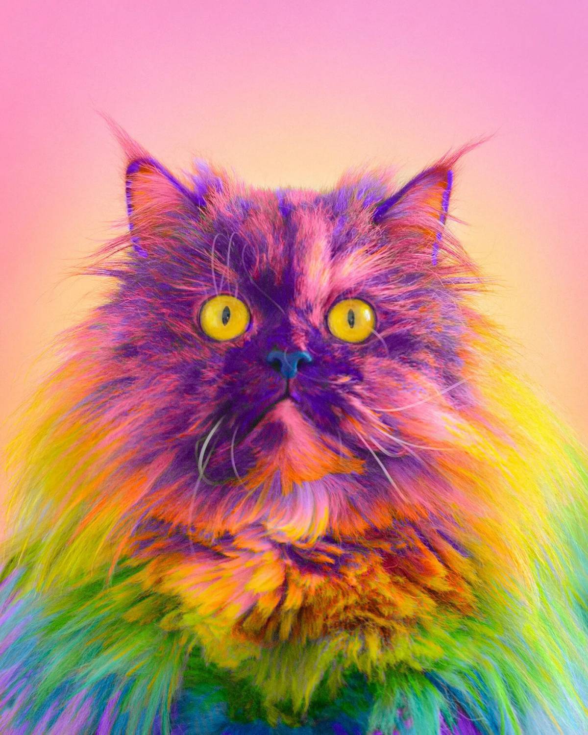 Цветные картинки кошек. Радужная кошка. Разноцветный кот. Многоцветная кошка. Радужные животные.