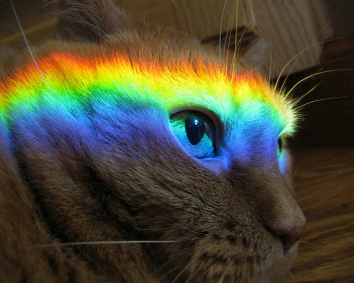 Радужка кошки. Радужный кот. Разноцветный кот. Радужные котята. Кошка на радуге.