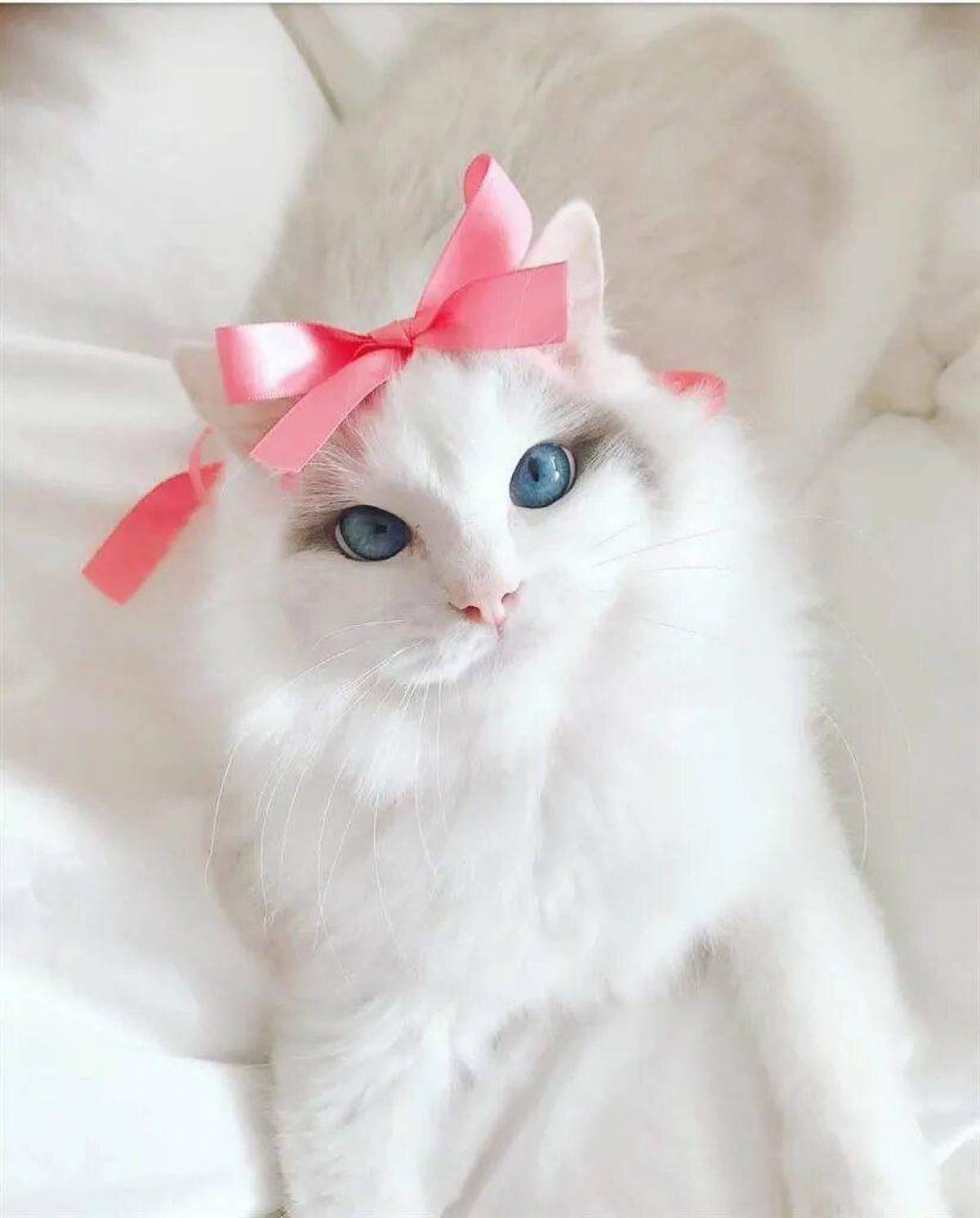 Включи белого котенка. Рэгдолл кошка белая. Красный Рэгдолл. Рэгдолл вислоухий.