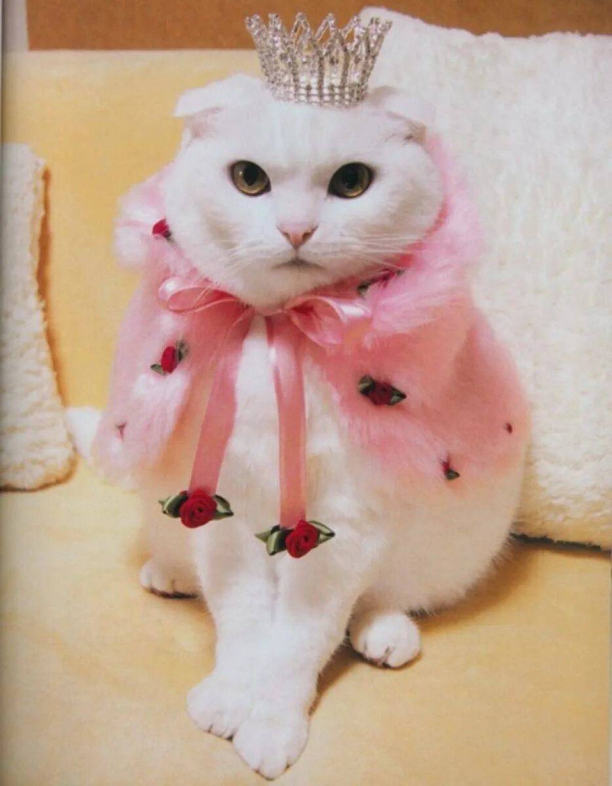 Кошечка в платье. Котенок с бантиком. Кошка с бантом. Котик в костюме. Милые коты.
