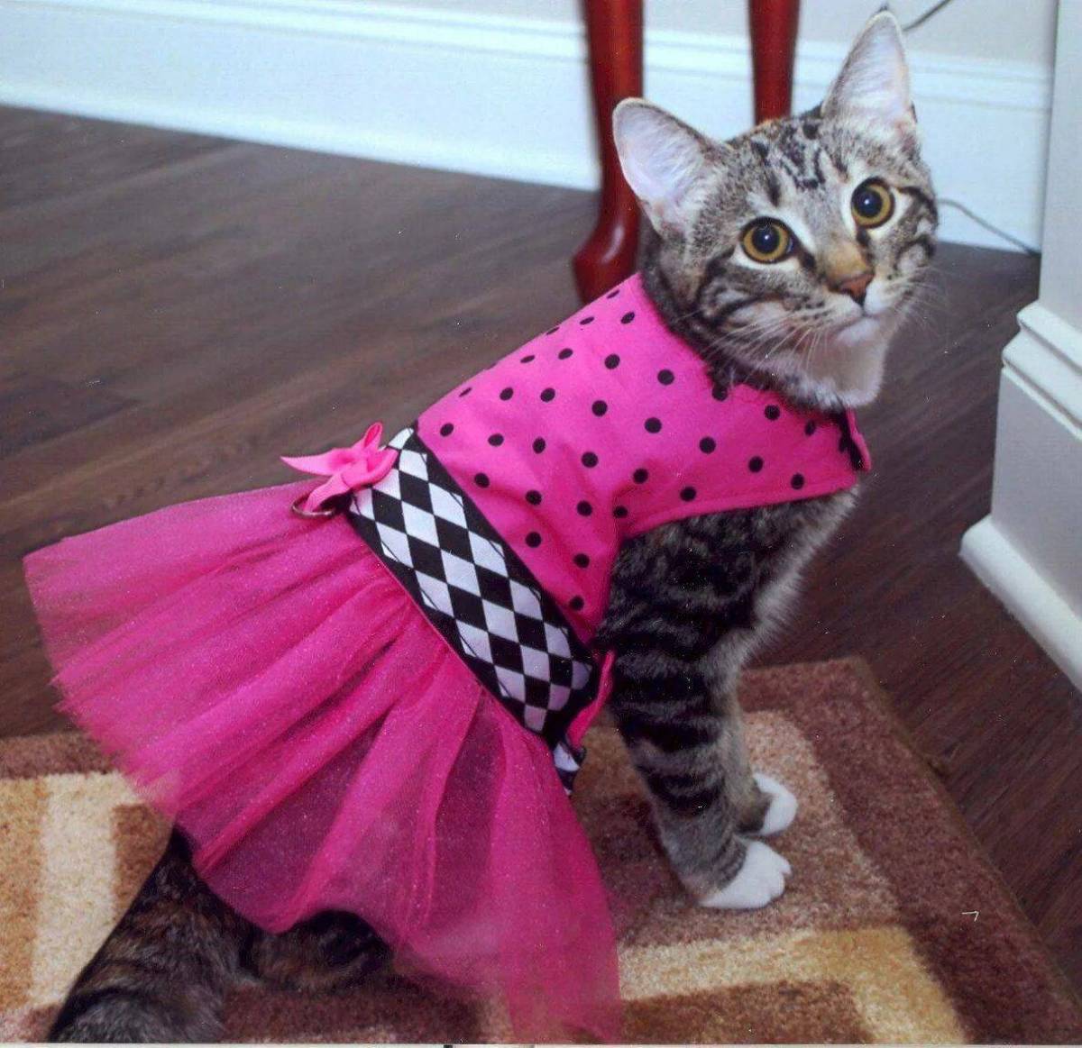 Кошечка в платье. Одежда для котов. Кошка в платье. Кот в одежде. Прикольные костюмы для кошек.