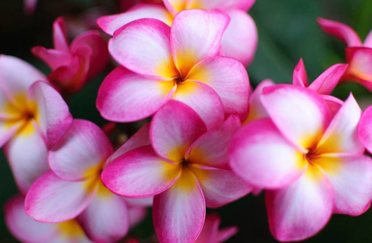 Flowers picture. Плюмерия цветок. Плюмерия розовая. Франжипани цветок розовый. Плюмерия сиреневая.