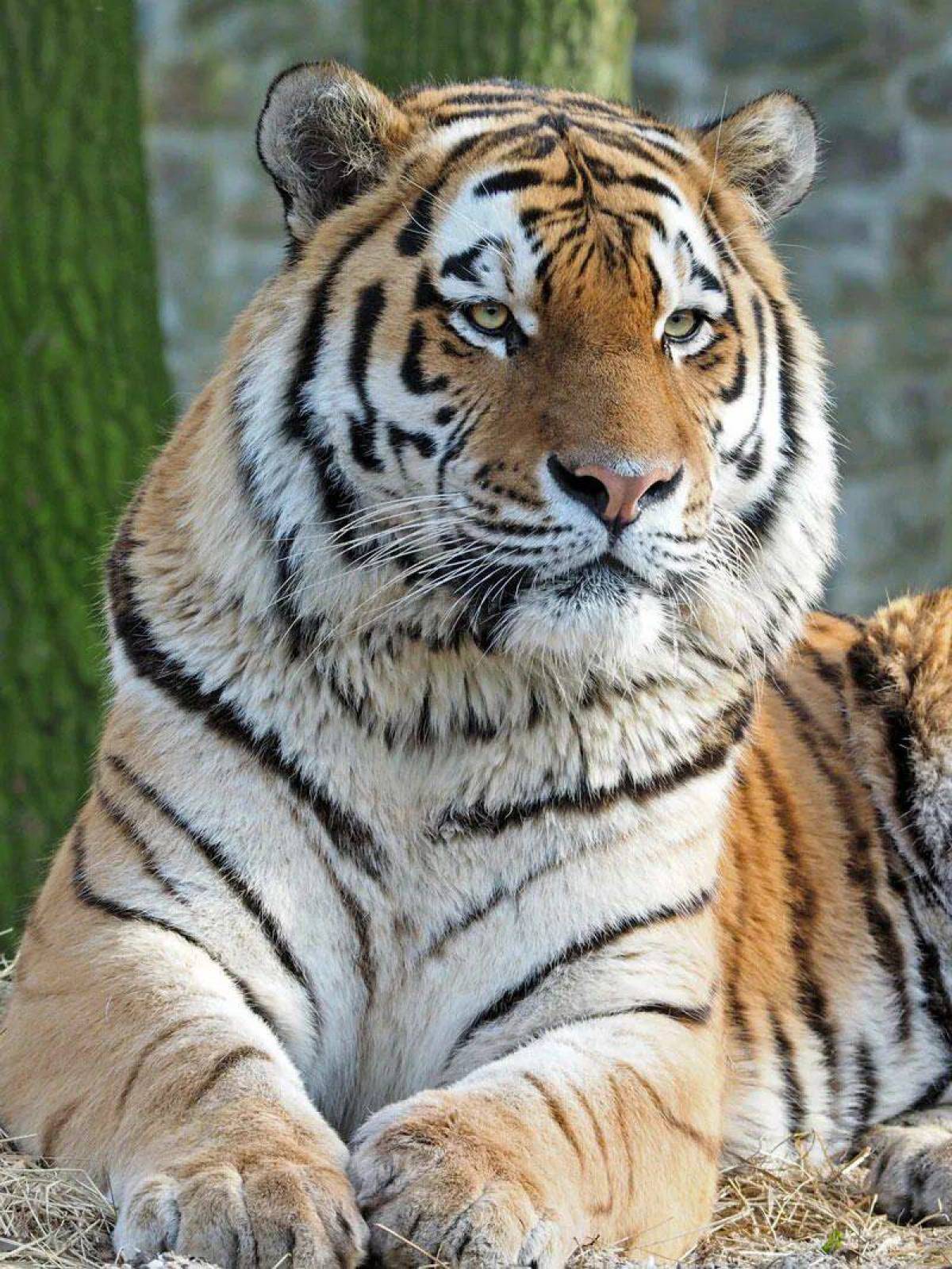 Животные красной амурский тигр