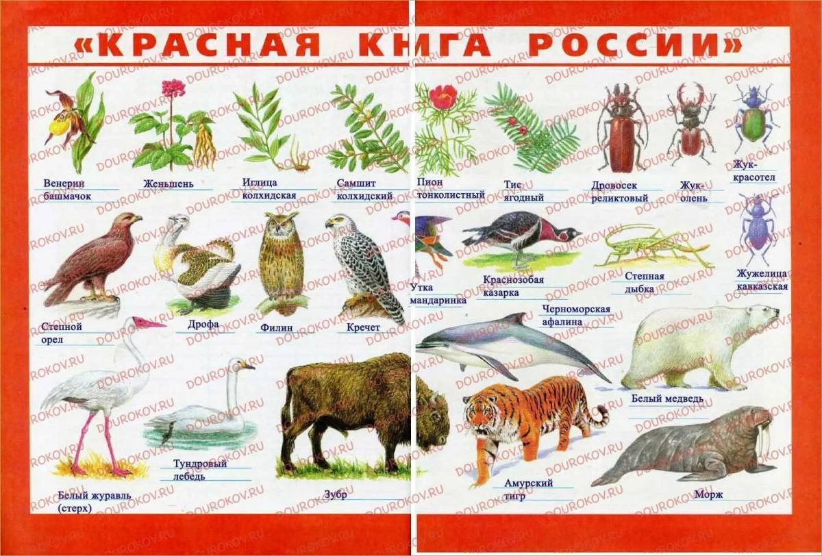 Проект животные красной книги россии 4 класс