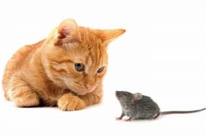 Раскраска кошка и мышка #2 #352521