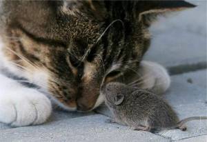 Раскраска кошка и мышка #7 #352526