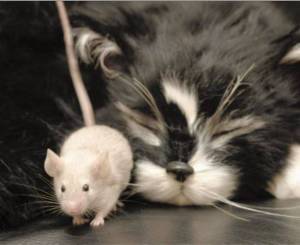 Раскраска кошка и мышка #9 #352528