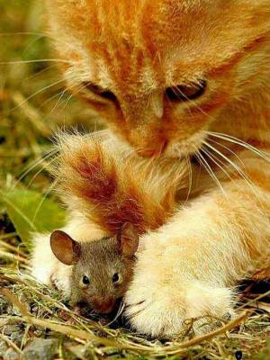 Раскраска кошка и мышка #14 #352533