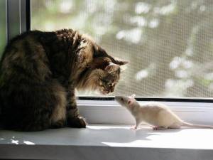 Раскраска кошка и мышка #21 #352540