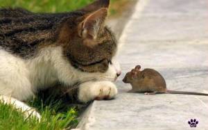 Раскраска кошка и мышка #26 #352545