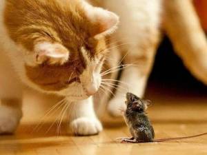 Раскраска кошка и мышка #37 #352556