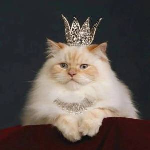 Раскраска кошка королева #4 #352601
