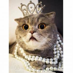 Раскраска кошка королева #14 #352611