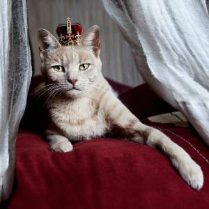 Раскраска кошка королева #17 #352614