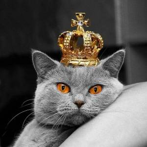 Раскраска кошка королева #18 #352615