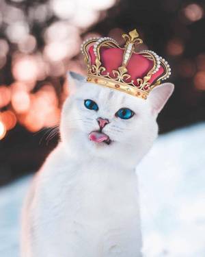 Раскраска кошка королева #21 #352618