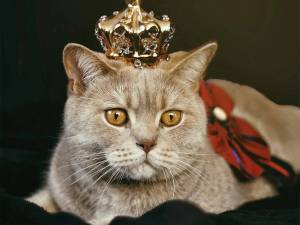 Раскраска кошка королева #23 #352620