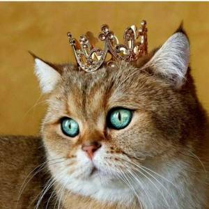 Раскраска кошка королева #39 #352636
