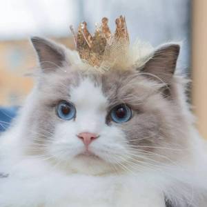 Раскраска кошка принцесса #2 #352705