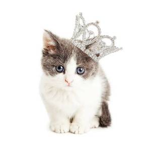Раскраска кошка принцесса #7 #352710