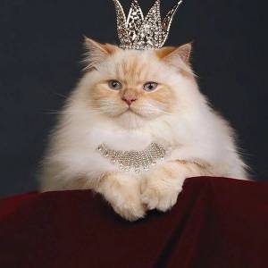 Раскраска кошка принцесса #10 #352713