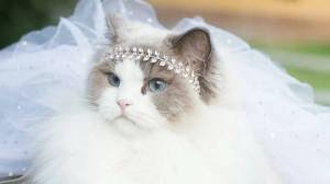 Раскраска кошка принцесса #11 #352714
