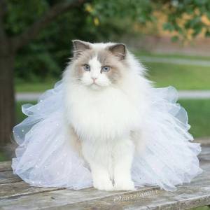 Раскраска кошка принцесса #19 #352722