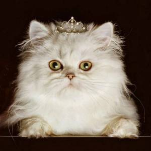 Раскраска кошка принцесса #26 #352729