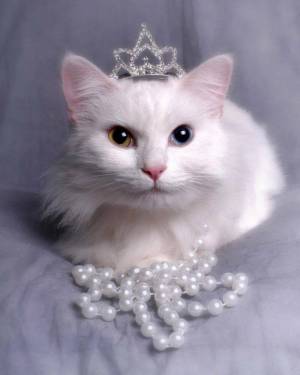Раскраска кошка принцесса #29 #352732
