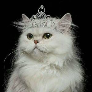 Раскраска кошка принцесса #38 #352741
