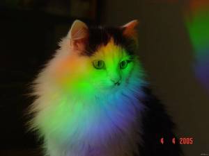 Раскраска кошка радужная #19 #352761