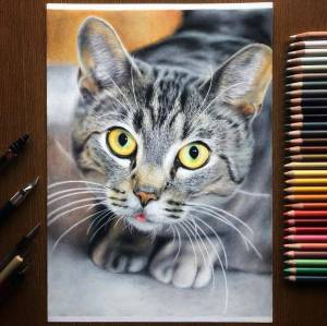 Раскраска кошка реалистичная #4 #352784