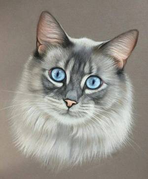 Раскраска кошка реалистичная #5 #352785