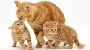 Раскраска кошка с котятами для детей #6 #352901