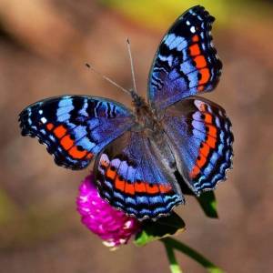 Раскраска красивая бабочка #2 #353825