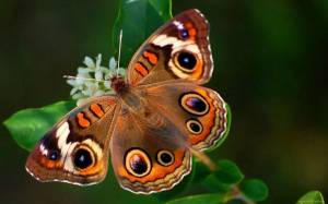 Раскраска красивая бабочка #4 #353827