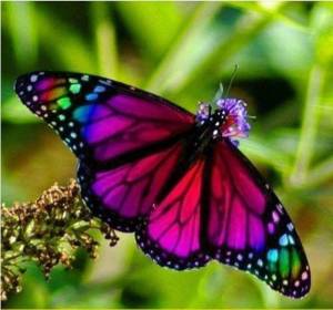 Раскраска красивая бабочка #5 #353828