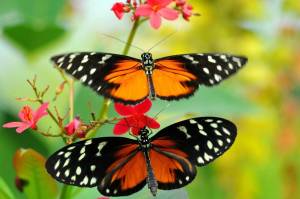 Раскраска красивая бабочка #6 #353829