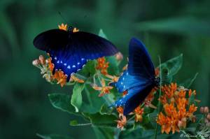 Раскраска красивая бабочка #7 #353830